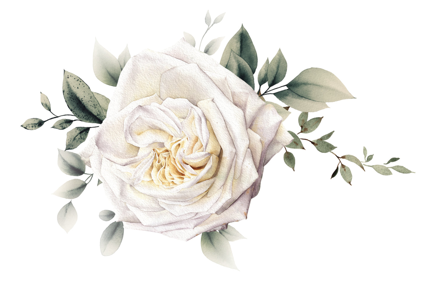 Vit ros i akvarell 20st inkl kuvert