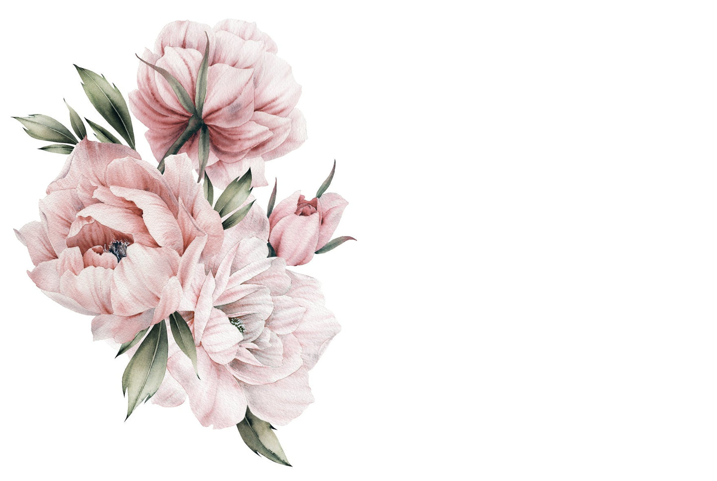 Rosa pioner i akvarell 20st inkl kuvert