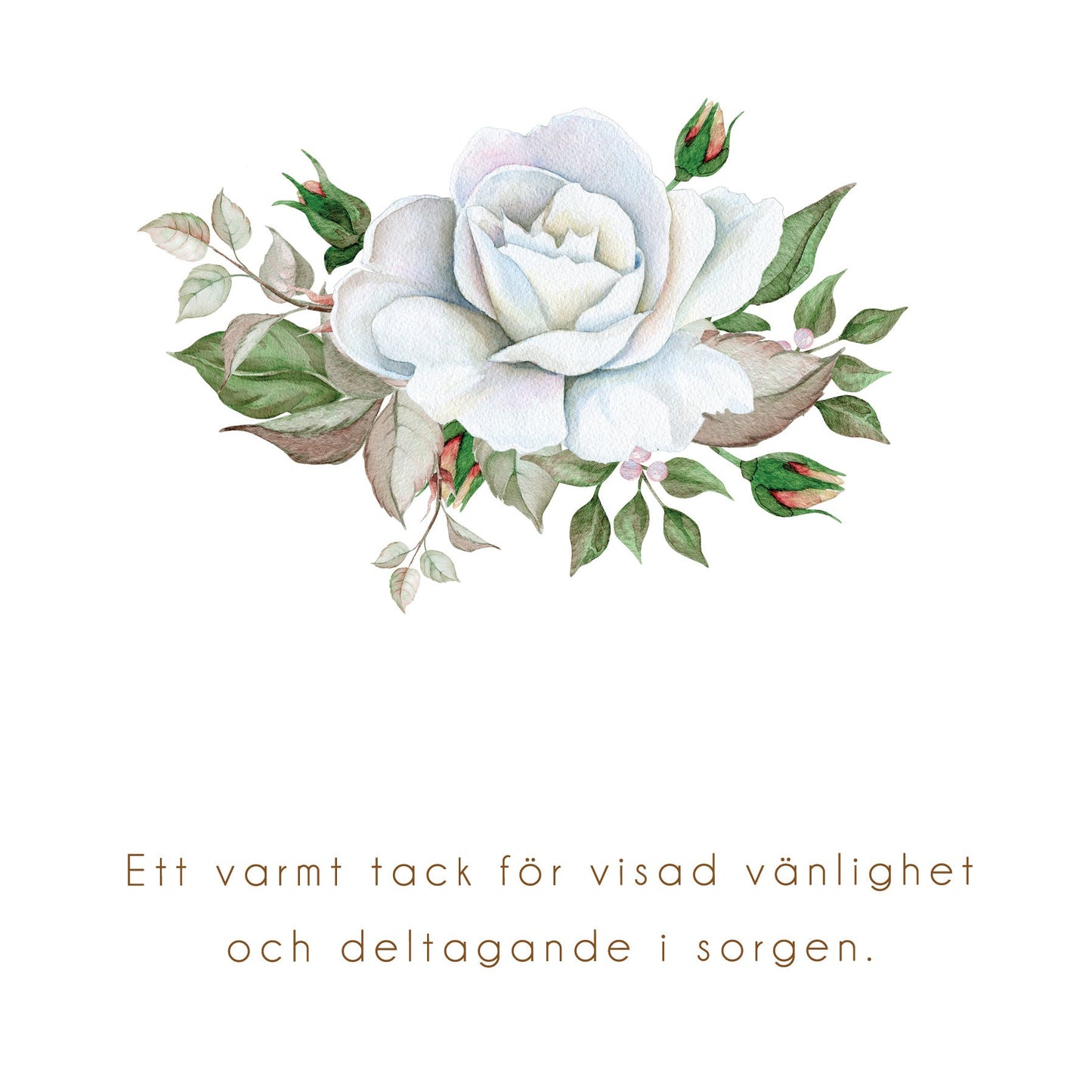 Tackkort efter Begravning > Färdiga begravnings tackkort med motiv av vit ros i akvarell. 10st inklusive kuvert.
